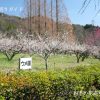 東谷山フルーツパークのウメ園