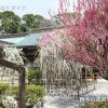 結城神社のしだれ梅