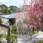 結城神社のしだれ梅