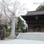 法多山尊永寺の桜が満開