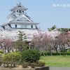 豊公園（長浜城）の桜