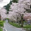 家山の桜トンネル