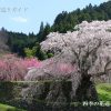 又兵衛桜が満開