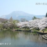 三島池の桜