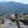 三多気の桜