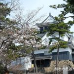 岡崎公園の桜