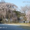 徳源院の道誉桜