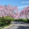 東谷山フルーツパークのしだれ桜