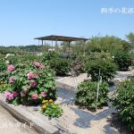 日野ダリア園のぼたん苑