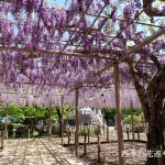 曼陀羅寺の藤まつり