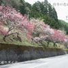 清内路の花桃街道