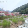 月川温泉郷の花桃の里