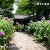 本光寺紫陽花まつり