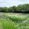 加茂荘花鳥園の花ショウブ