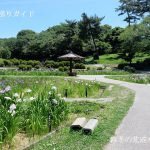 岡崎市東公園花菖蒲まつり