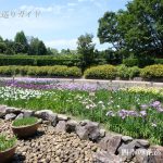 馬見丘陵公園花菖蒲まつり