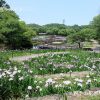 山田池公園花しょうぶ園