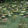 モネの池のスイレン