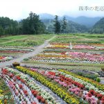 御岳ロープウェイお花畑の赤ソバ