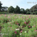 木曽三川公園センターのコスモス