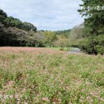 浜松フラワーパークの赤そば