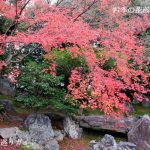 圓徳院の紅葉