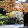 普門寺の紅葉