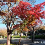 浜松城公園の紅葉