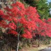 鳳来寺山の紅葉