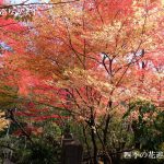 大原宝泉院の紅葉