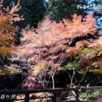 小國神社の紅葉