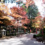 油山寺の紅葉