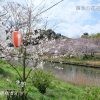 勝間田川沿いの桜