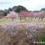 はままつフルーツパークの梅園