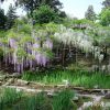 春日大社・萬葉植物園の藤園