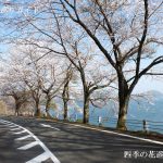 奥琵琶湖パークウェイの桜