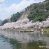 海津大崎の桜