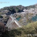 君ヶ野ダムの桜