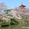 清水寺の桜