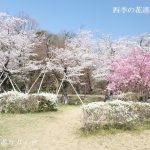 水源桜まつり