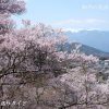 高遠城址さくら祭り