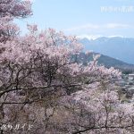 高遠城址さくら祭り