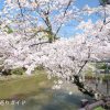 津偕楽公園の桜