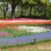 木曽三川公園チューリップ祭