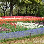 木曽三川公園チューリップ祭