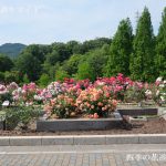 市民四季の森バラ園