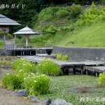 秋葉公園の花菖蒲・あじさい