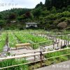 大安禅寺花しょうぶ祭