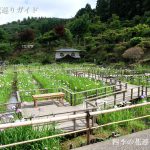 大安禅寺花しょうぶ祭