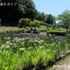 亀山公園花しょうぶ園